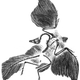 Illustration for article titled Oldest Bird Not Actually Bird